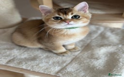British Shorthair cats for sale: BSH Golden kittens  - Image 28