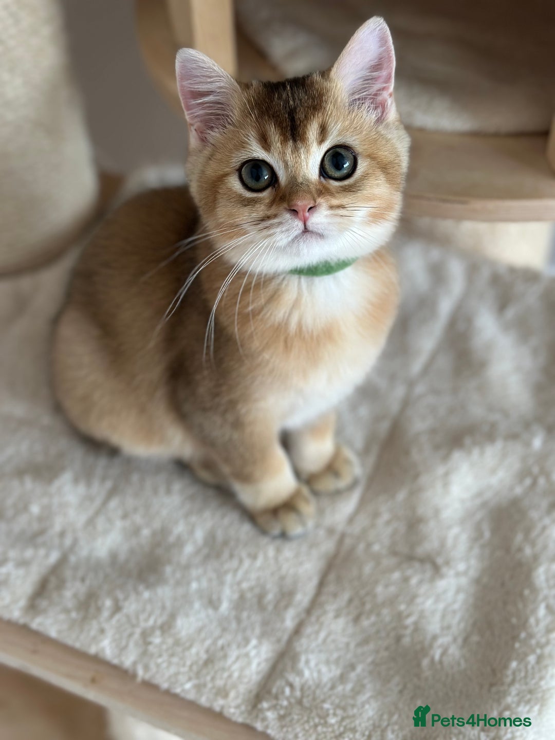 British Shorthair cats for sale: BSH Golden kittens  - Image 28