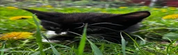 Mixed Breed cats for sale: Adorable Mixed Breed Kittens Japanese Bobtail Mum  - Advert 5