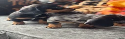 Miniature Dachshund dogs for sale: Miniature dachshund puppies🥰£750 - Advert 2