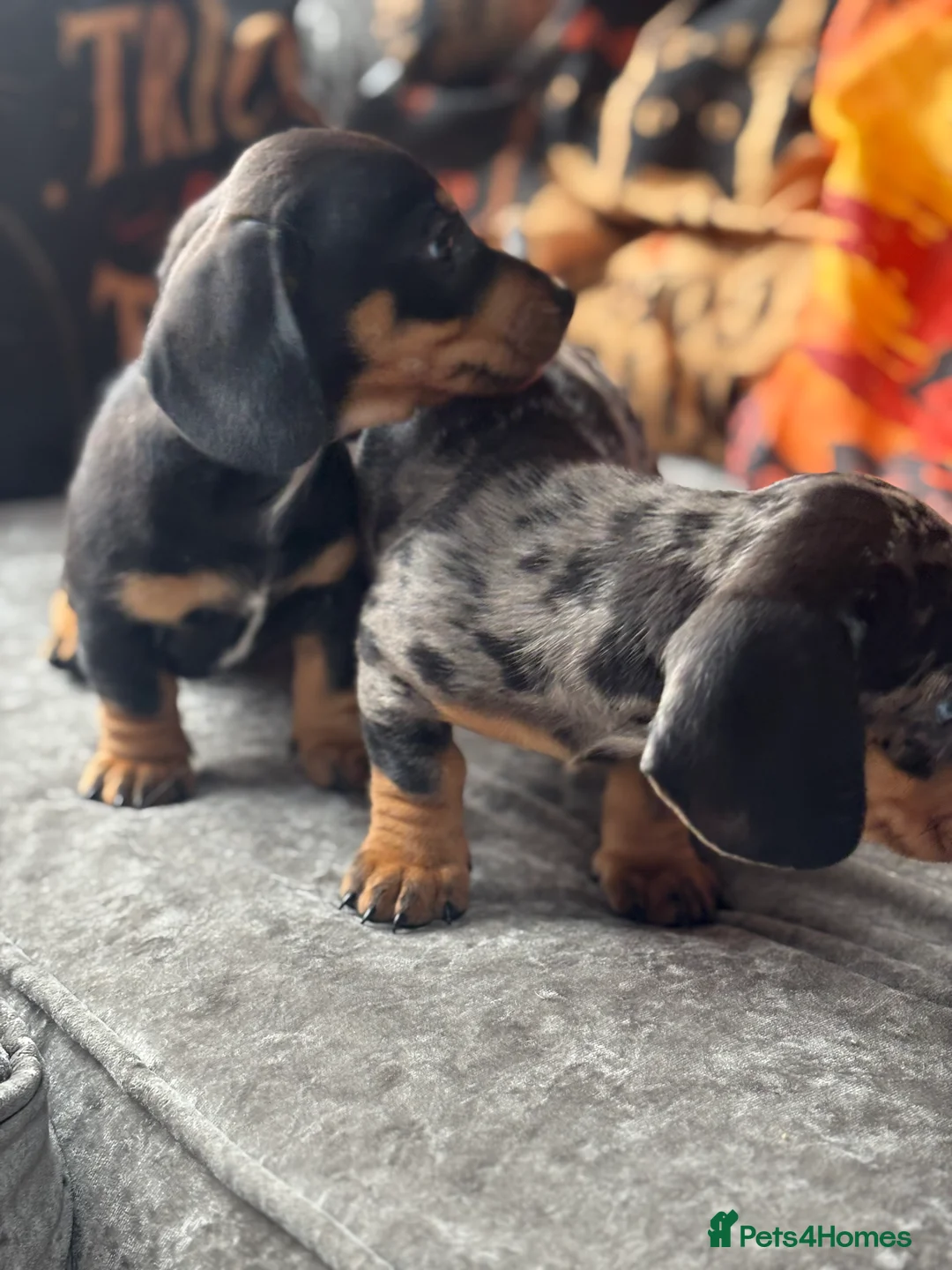 Miniature Dachshund dogs for sale: Miniature dachshund puppies🥰£750 - Advert 2