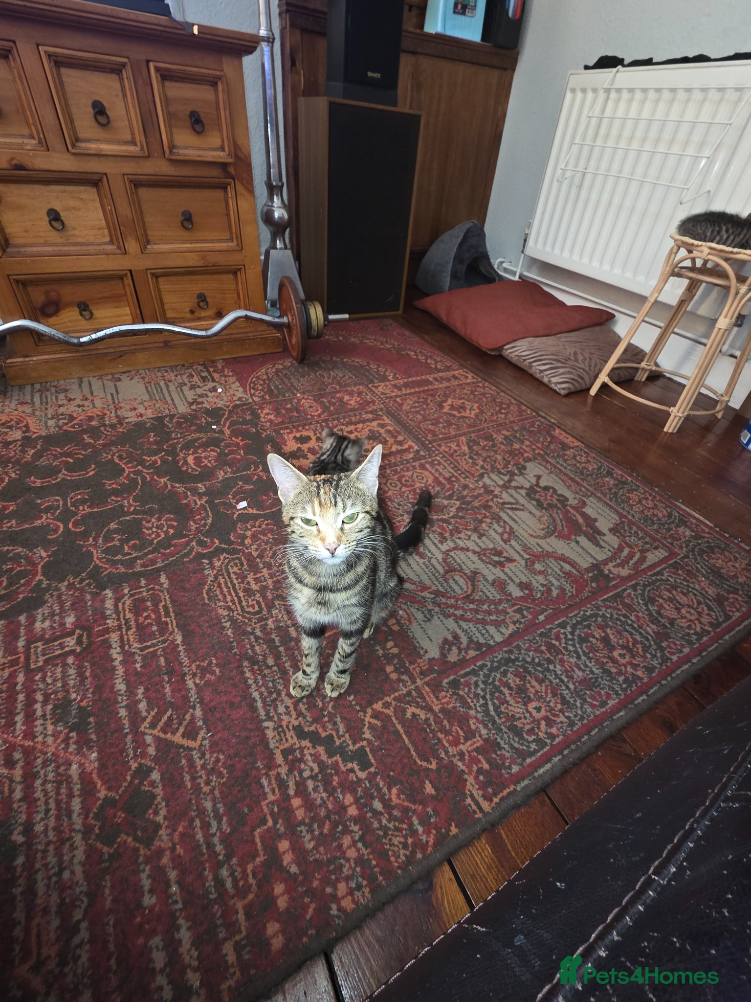 Mixed Breed cats 4 Male Kittens  - Advert 1