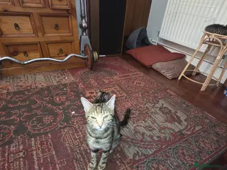 Mixed Breed cats 4 Male Kittens - Advert 4