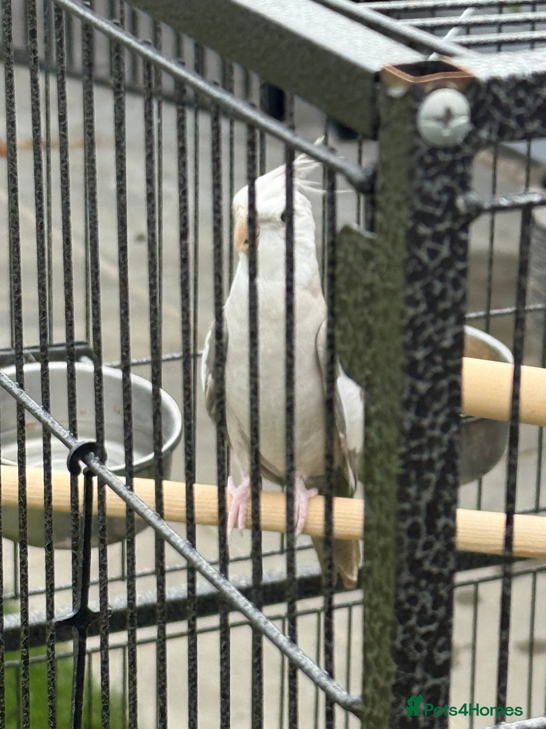Cockatiels birds for sale: Baby cockatiel  - Image 3