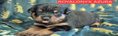 Rottweiler Puppy 6