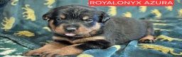 Rottweiler dogs for sale: KC chunky rottweiler puppies - Advert 30