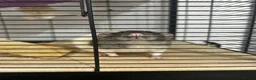 Rat rodents for sale: Fancy rat - Advert 2