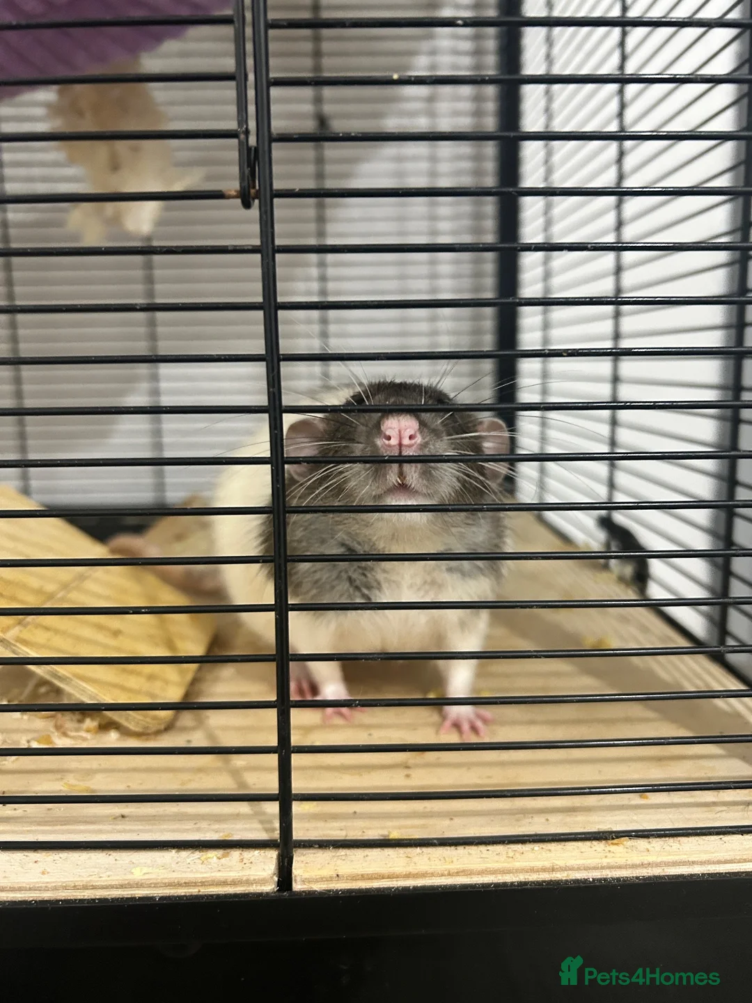 Rat rodents for sale: Fancy rat - Advert 2