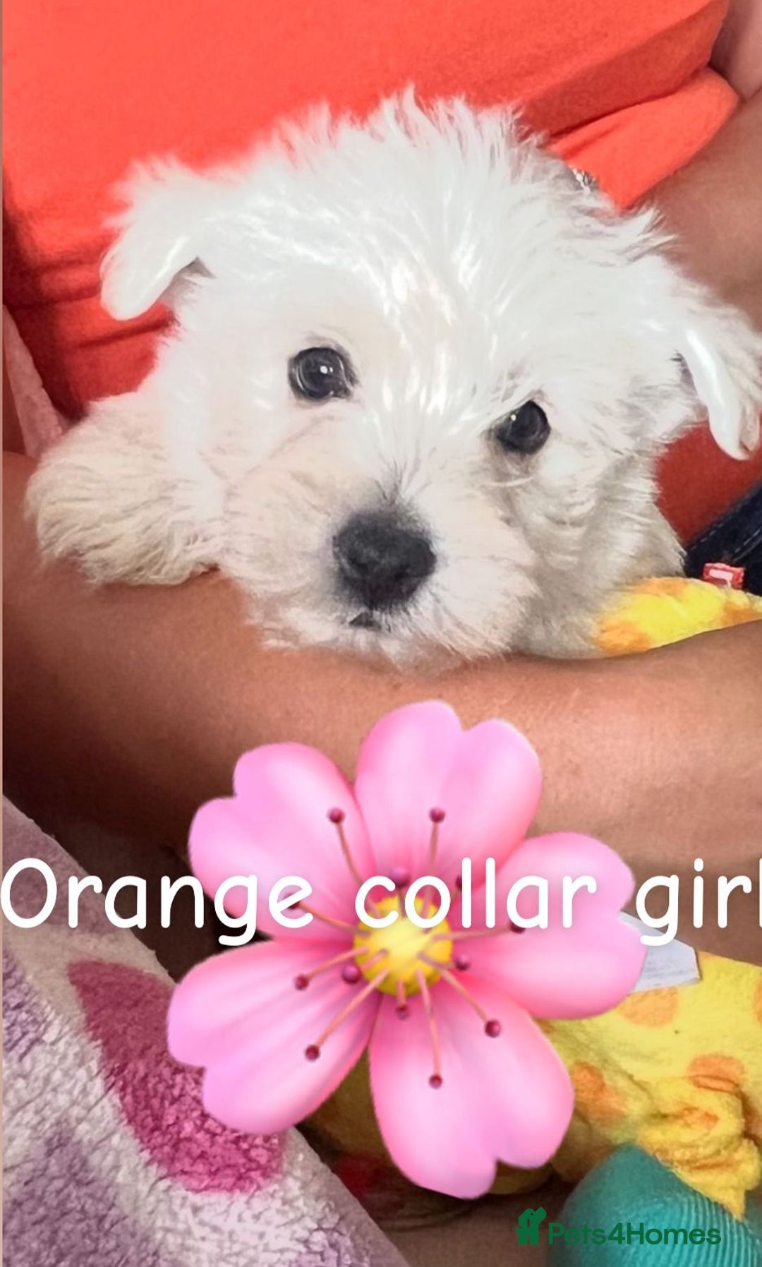 West Highland Terrier dogs for sale: Westie Boy pups available ⭐️⭐️⭐️ - Image 12
