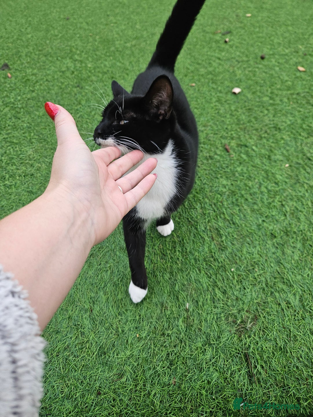 Mixed Breed cats for sale: Black and white male kitten - Advert 2