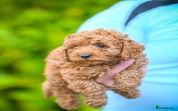 Cavapoo dogs for sale: Beautiful Cavapoo puppies - Image 3