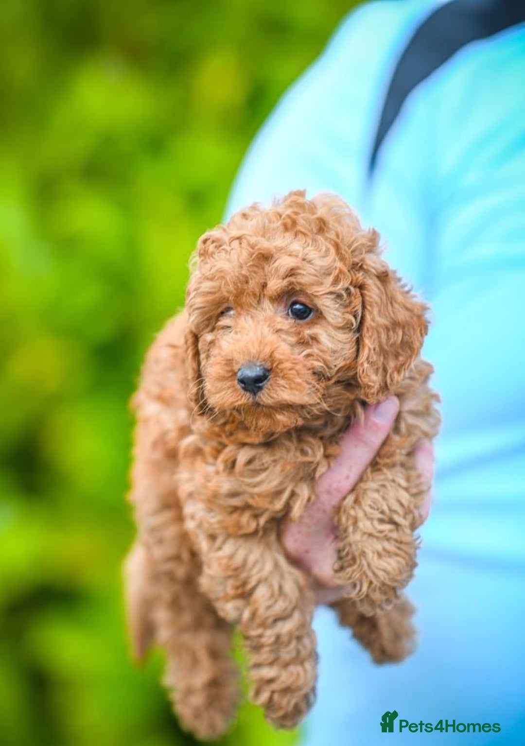 Cavapoo dogs for sale: Beautiful Cavapoo puppies - Image 3