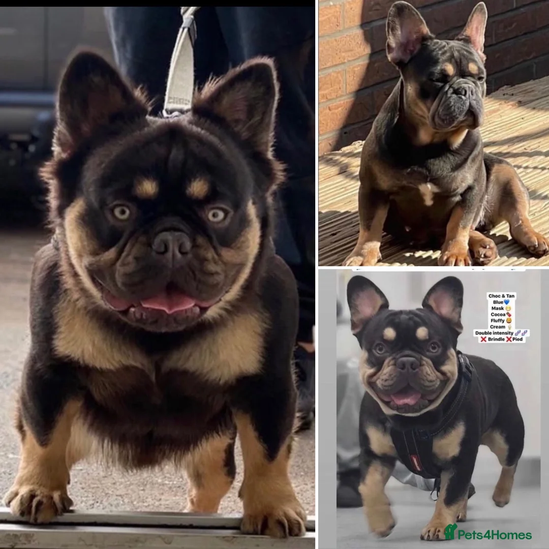 French Bulldog dogs for sale: ‘Waffles’ 🧇 The fluffy frenchie in Newport - Advert 5