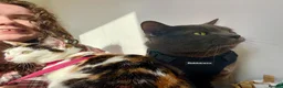British Shorthair cats for sale: Lovely blue BSH pet for sale  - Advert 3