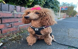 Miniature Poodle dogs for sale: Gorgeous Red Minature Poodles Puppies  - Image 35