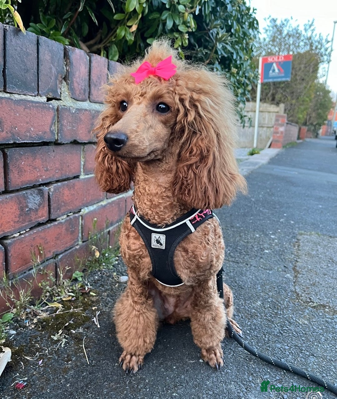 Miniature Poodle dogs for sale: Gorgeous Red Minature Poodles Puppies  - Image 35