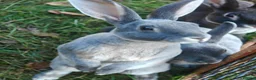 Rex rabbits for sale: Mini Rex Rabbits  - Advert 10