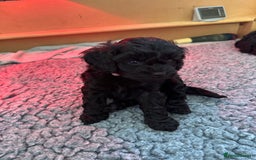 Cavapoo dogs for sale: Gorgeous Rare-Colouring Cavapoo Puppies - Advert 33