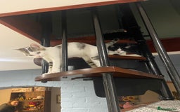Mixed Breed cats for sale: 13+ week old Kitten  - Image 1