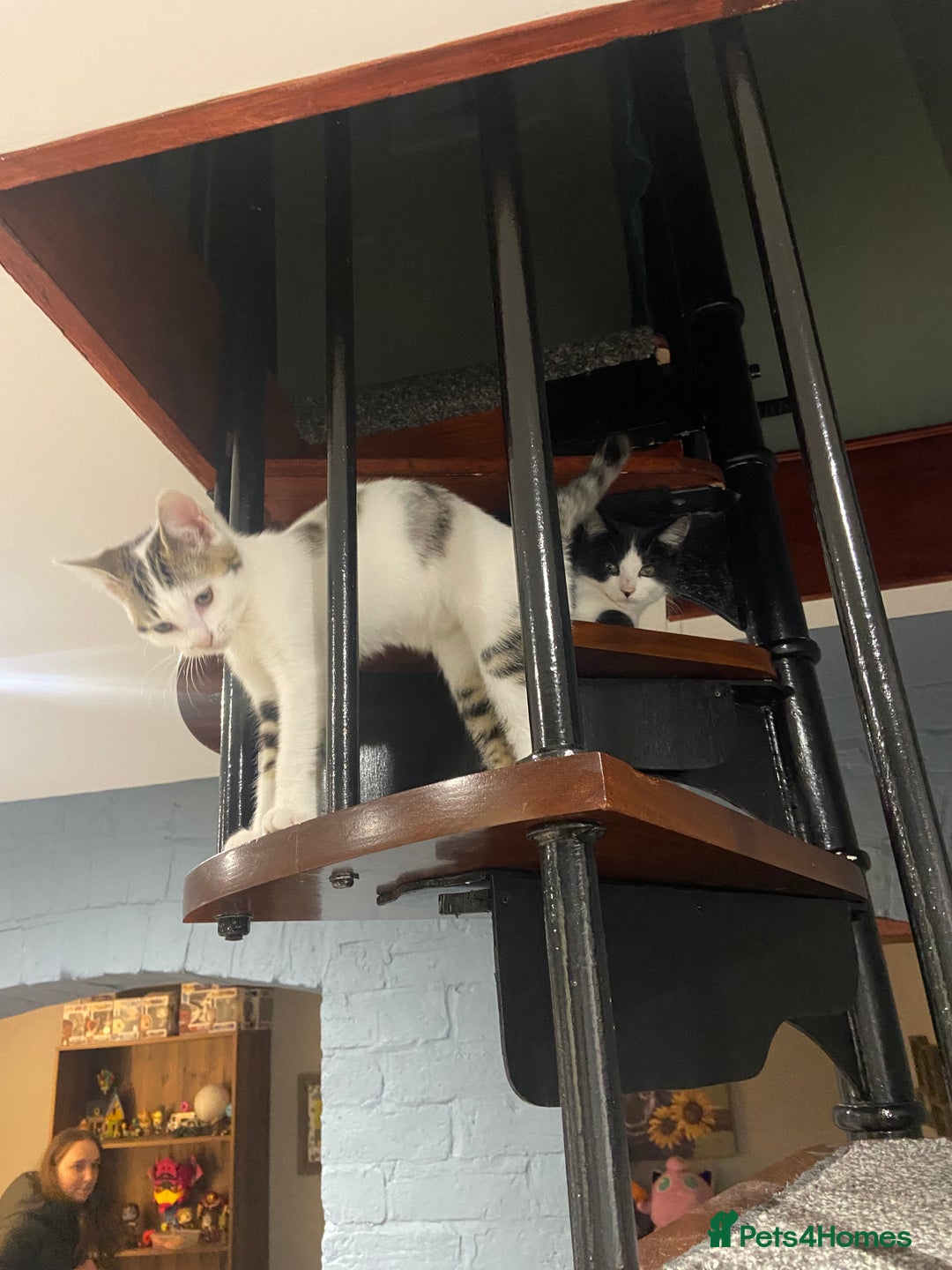 Mixed Breed cats for sale: 13+ week old Kitten  - Image 1