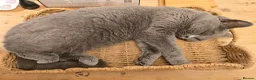British Shorthair cats for sale: British shorthair  - Advert 11