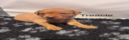 Labrador Retriever dogs for sale: 5* KC Reg Fully Health Tested Fox Red Labradors - Advert 8