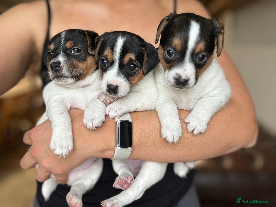 Jack Russell dogs for sale: Jack Russell puppies  - Advert 2