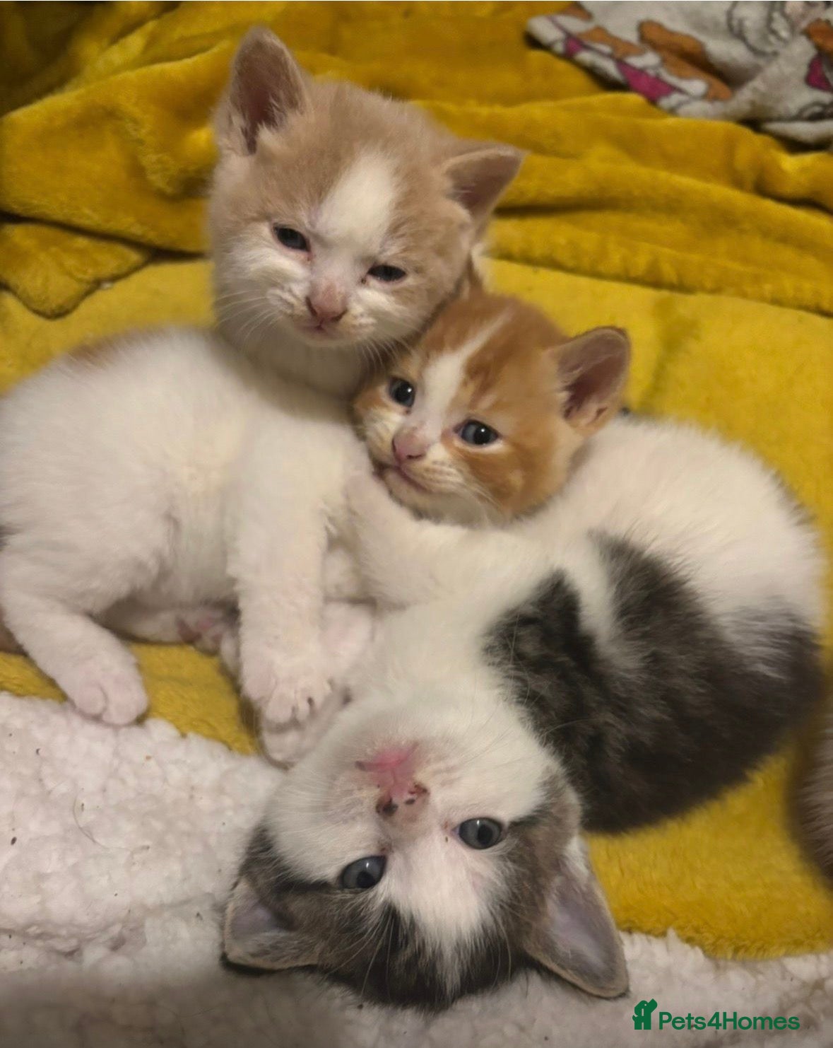 British Shorthair cats for sale: 3 half british shorthair boys - Advert 1