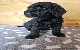 Australian Labradoodle dogs for sale: 💕 Stunning Australian Labradoodles! 💕 - Image 13