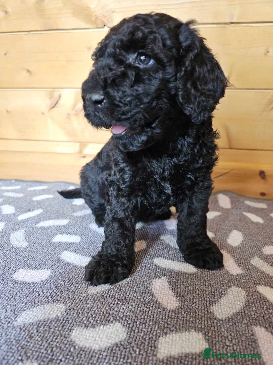 Australian Labradoodle dogs for sale: 💕 Stunning Australian Labradoodles! 💕 - Image 13