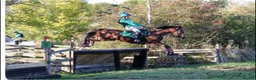 English Thoroughbred horses for sale: All rounder mare for sale  in Newmarket - Advert 5