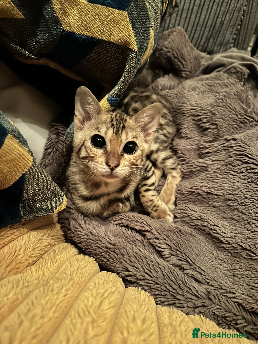 Bengal cats for sale: Beautiful Male TICA registered Bengal Kitten - Image 2