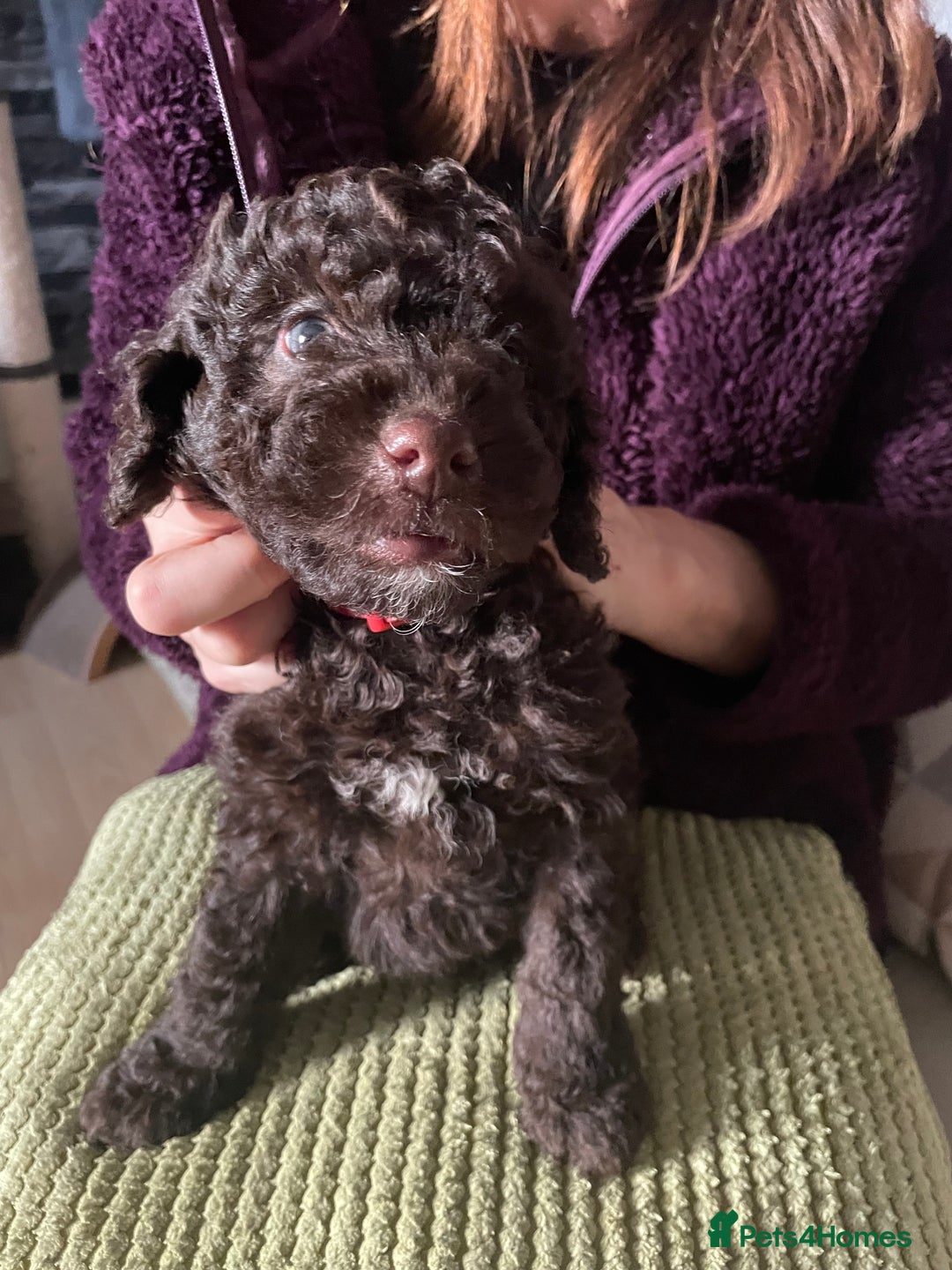 Miniature Poodle dogs for sale: Gorgeous Miniature Poodle puppies  - Advert 8