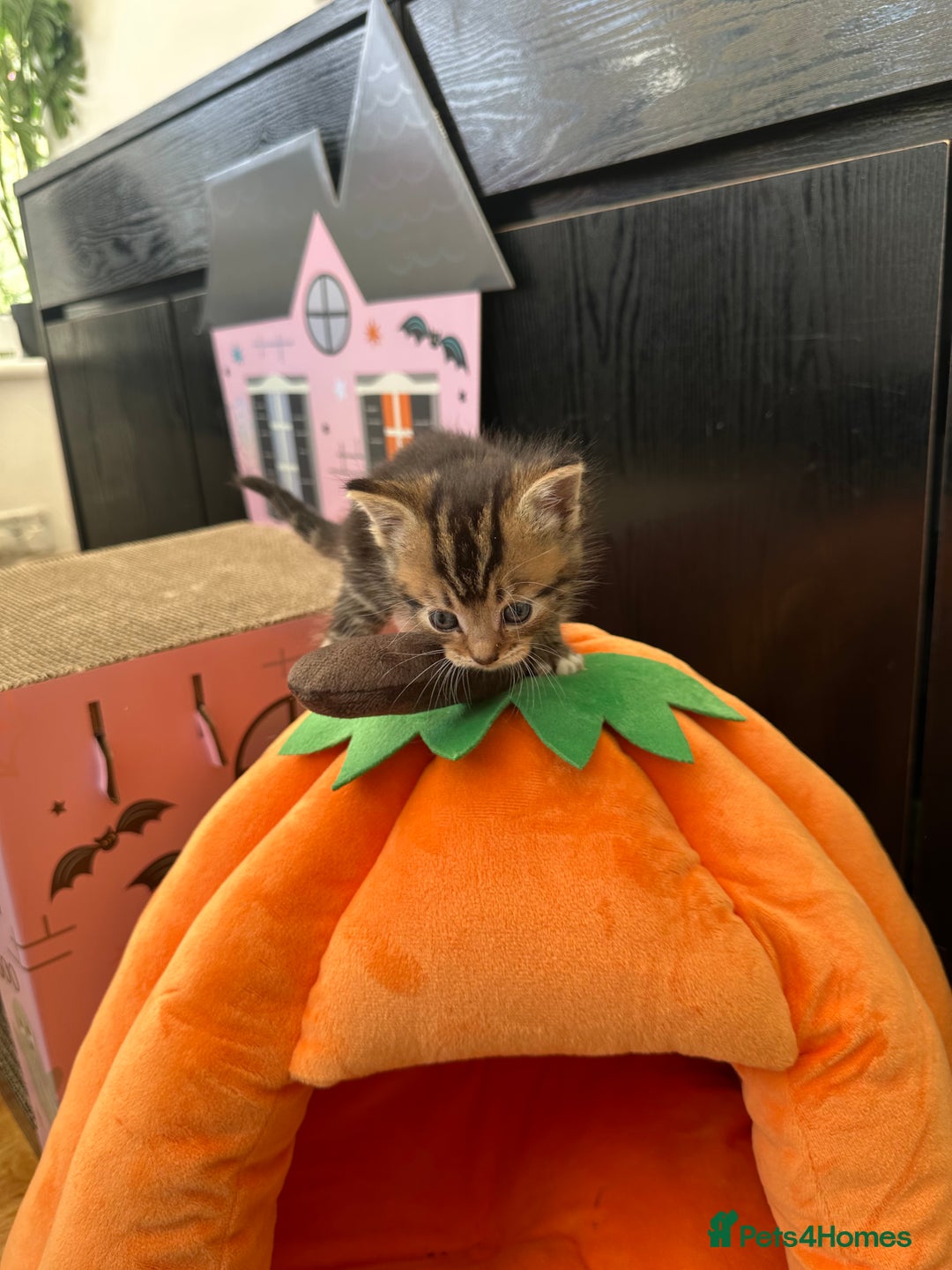 Mixed Breed cats for sale: Beautiful Tabby Kittens For Sale  - Image 18