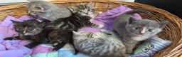 Mixed Breed cats for sale: 5 beautiful and playful kittens - Advert 6