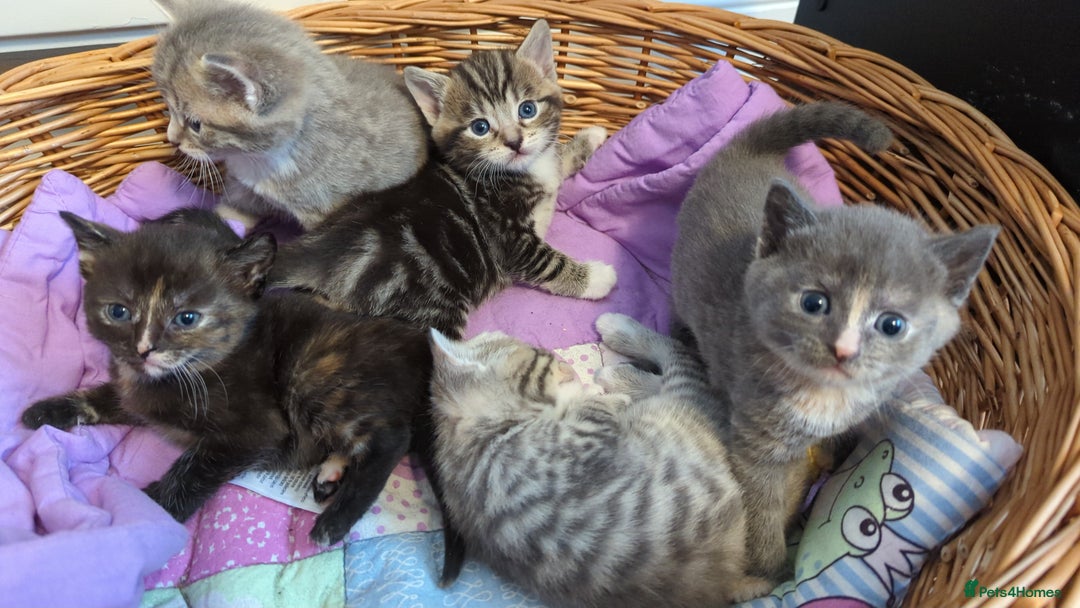 Mixed Breed cats for sale: 5 beautiful and playful kittens - Advert 6