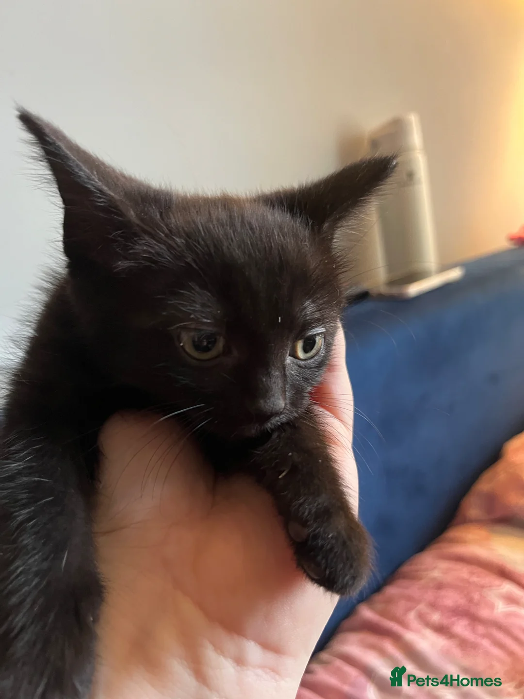 Ragdoll cats for sale: Ragdoll cross kittens with ghost tabby markings - Advert 10