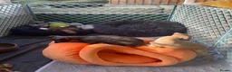 Italian Greyhound dogs for sale: 🐾✨Gorgeous KC Italian greyhound licensed breeder  - Advert 21