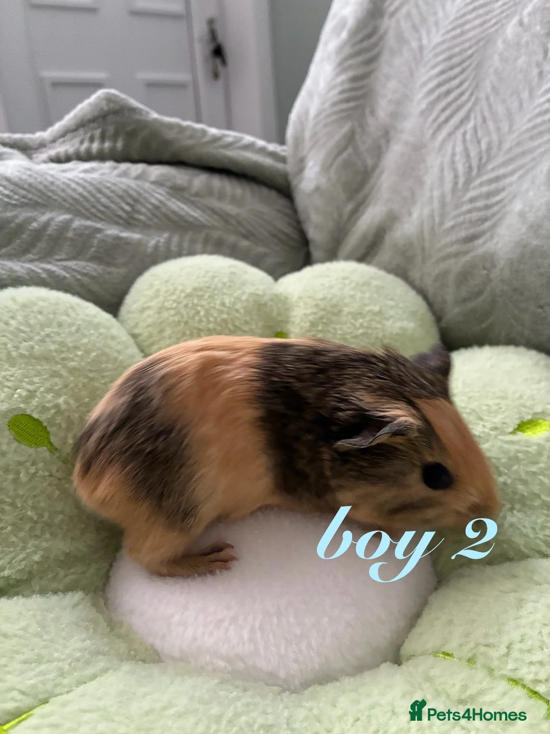 Guinea Pig rodents for sale: Baby boy guinea pigs for sale - Advert 4