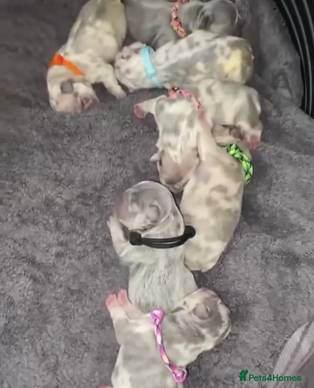 French Bulldog dogs for stud: LILAC AND TAN MERLE FRENCH BULLDOG STUD in Sunderland - Advert 13