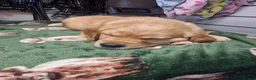 Golden Retriever dogs for sale: Stunning dark golden retriever puppies for sale - Advert 25