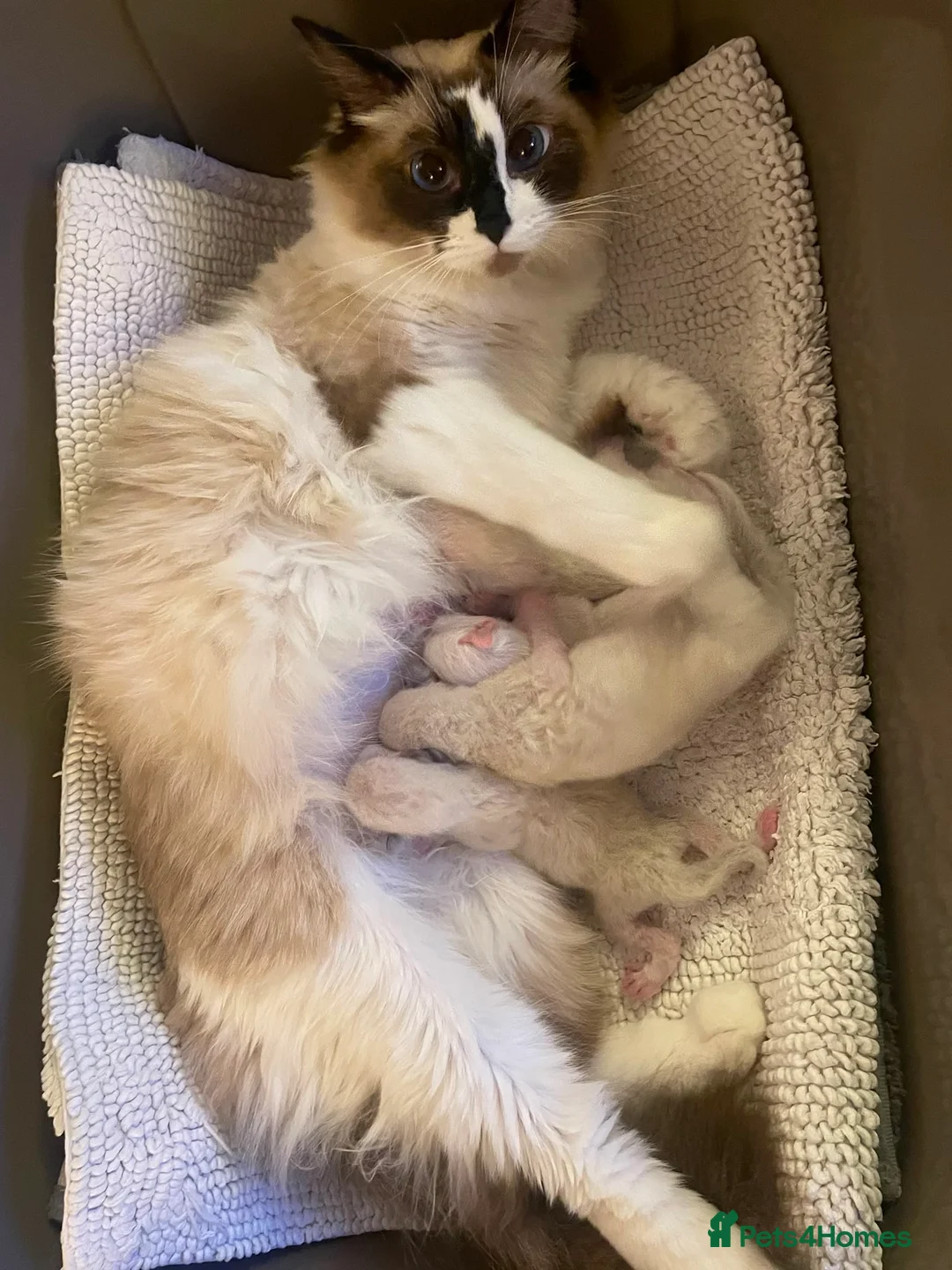 Ragdoll cats for sale: 💙 Four Beautiful Pure Ragdoll Kittens for Sale - Advert 1
