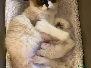 Ragdoll cats 💙 Four Beautiful Pure Ragdoll Kittens for Sale - Advert 2