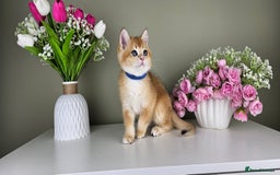 Scottish Fold cats for sale: READY NOW - TICA - SCOTTISH FOLD and STRAIGHT. - Image 4