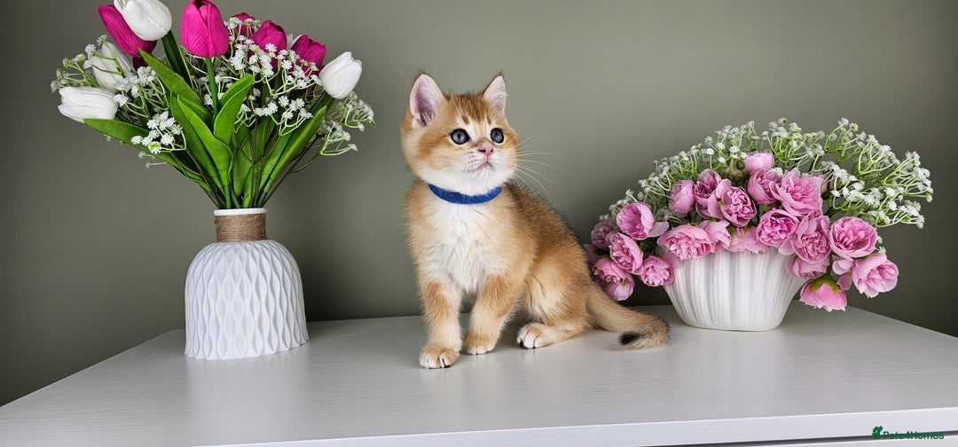 Scottish Fold cats for sale: READY NOW - TICA - SCOTTISH FOLD and STRAIGHT. - Image 4