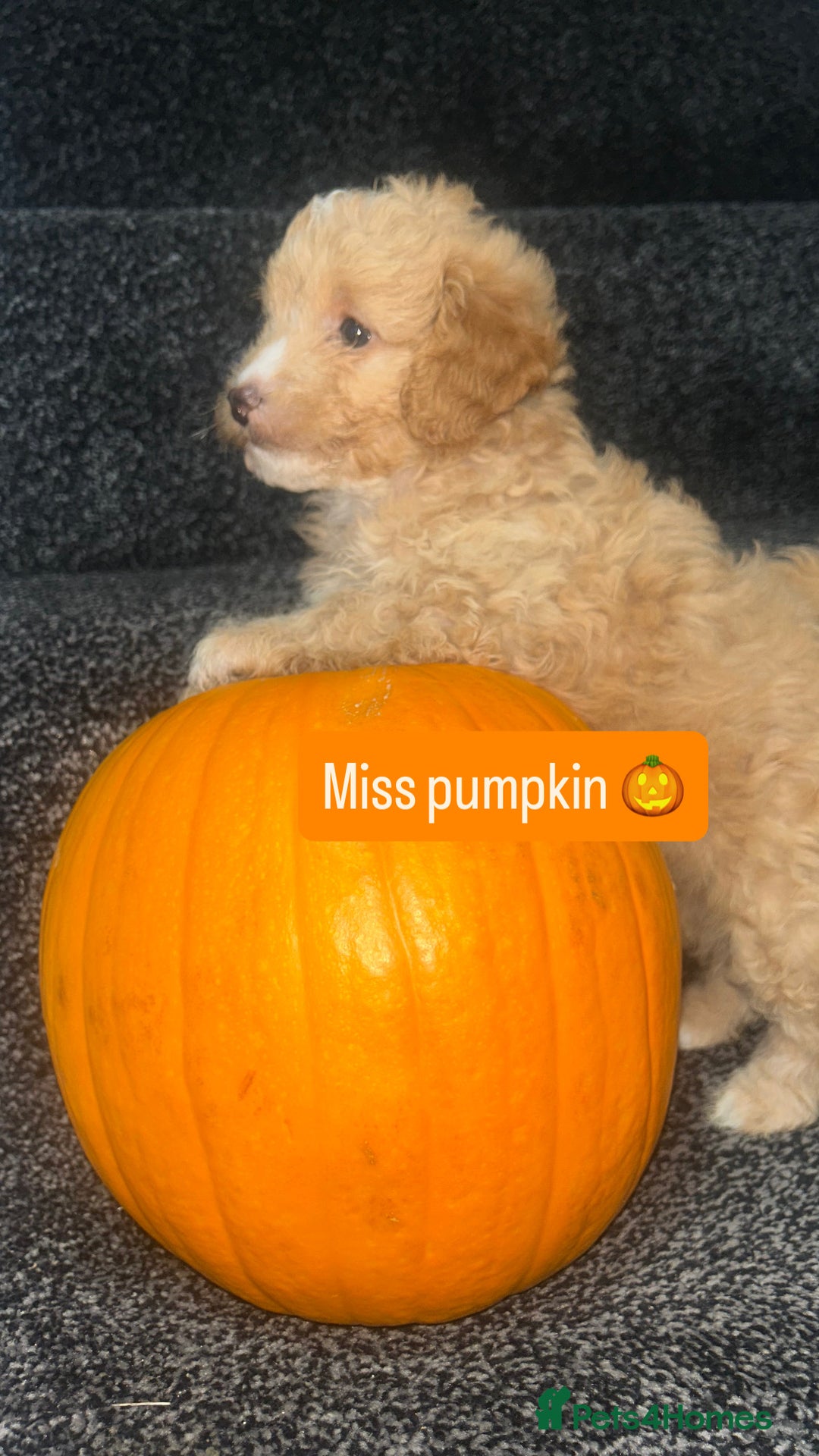 Cockapoo dogs for sale: Stunning toy cockapoo puppies  - Image 30