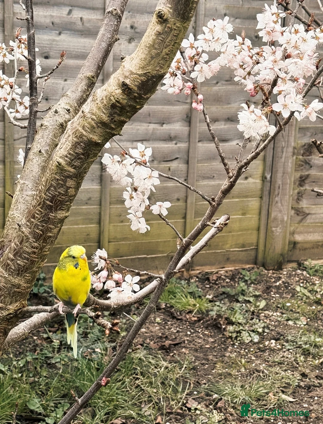 Budgerigars birds for sale: Lonely tame female budgie for free - Advert 2