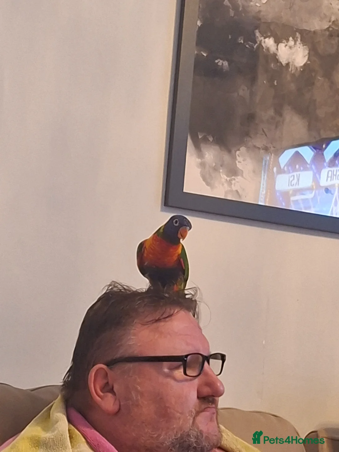 Lorikeets birds for sale: Rainbow loki Koko in Morecambe - Advert 1