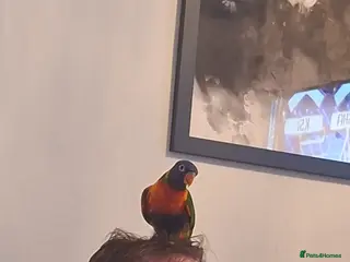 Lorikeets birds Rainbow loki Koko - Advert 10