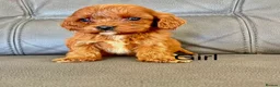 Cavapoo dogs for sale: 🐶Stunning miniature Fox red Cavapoos 🐶 - Advert 6